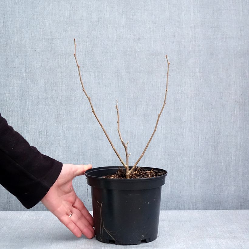 Spécimen de Morus alba Shin Tso - Mûrier blanc Pot de 3L/4L tel que livré en hiver