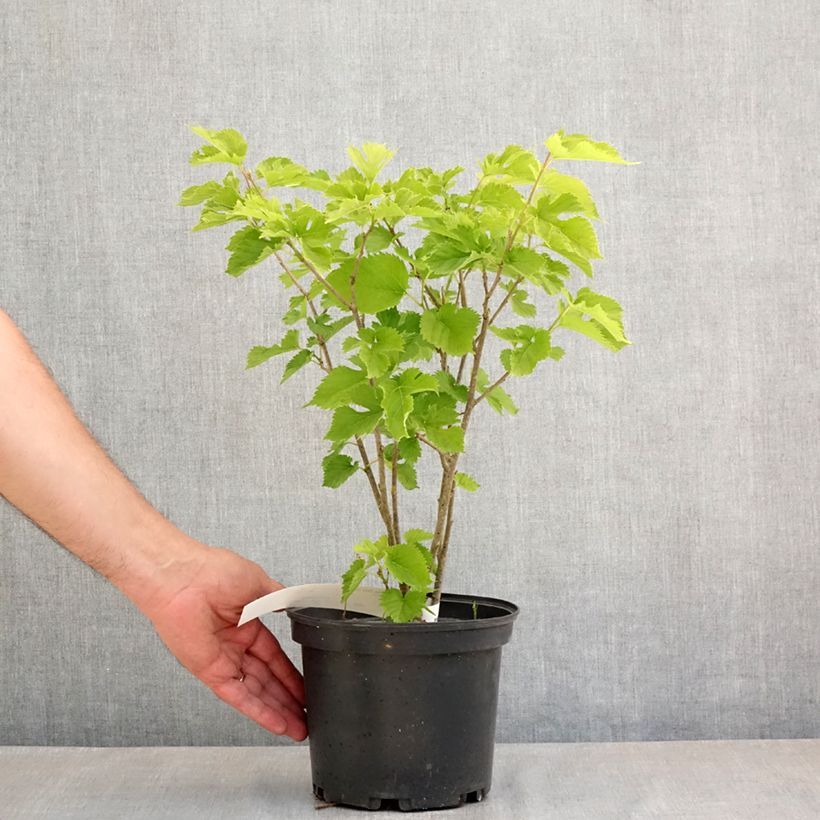 Morus alba Shin Tso - Gelso bianco Vaso da 3L/4L esemplare consegnato in primavera