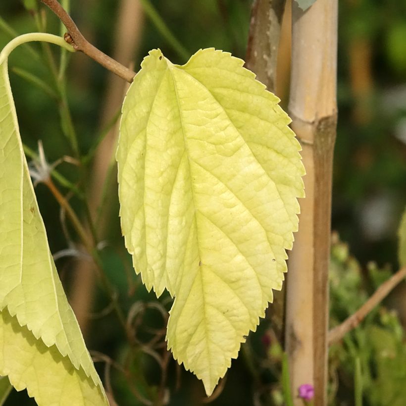 Morus latifolia Spirata - Mûrier à larges feuilles tortueux (Feuillage)