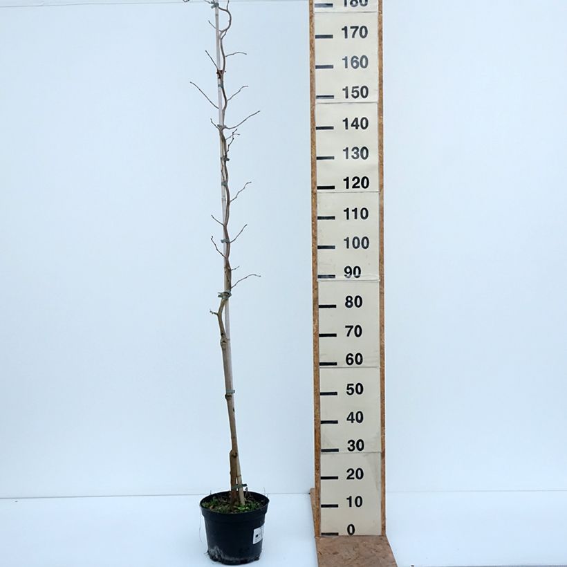 Spécimen de Morus latifolia Spirata - Mûrier à larges feuilles tortueux Pot de 7,5L/10L tel que livré en automne