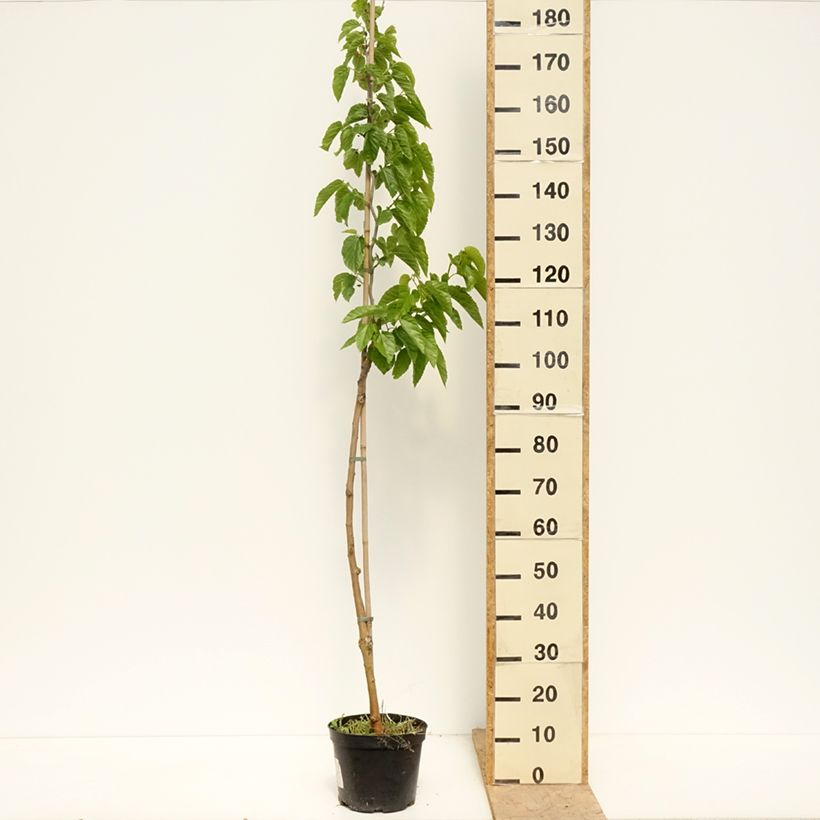 Spécimen de Morus latifolia Spirata - Mûrier à larges feuilles tortueux Pot de 4L/5L tel que livré au printemps