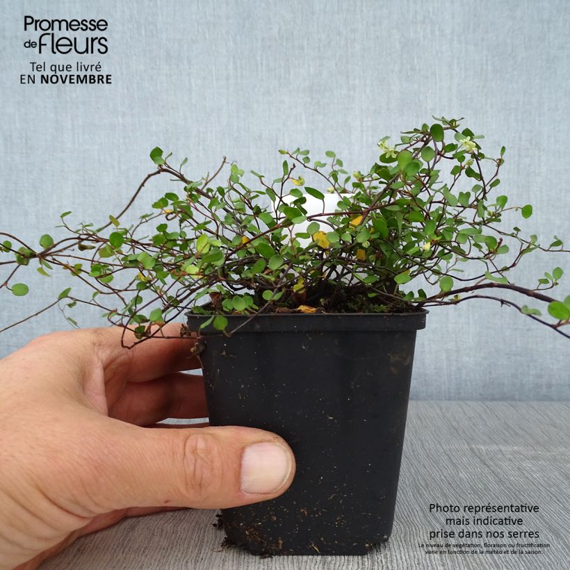 Spécimen de Muehlenbeckia axillaris - Muehlenbeckie rampante. Godet de 8/9 cm tel que livré en automne