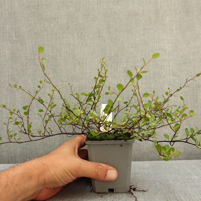 Spécimen de Muehlenbeckia complexa  Godet de 8/9 cm tel que livré en été