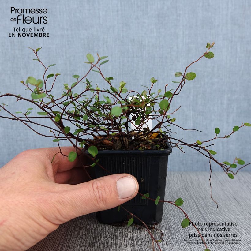 Spécimen de Muehlenbeckia complexa Sealand Compact Godet de 8/9 cm tel que livré en automne