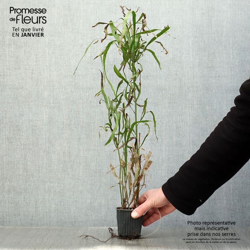 Spécimen de Muehlenbeckia platyclada - Plante ruban Godet de 8/9 cm tel que livré en hiver