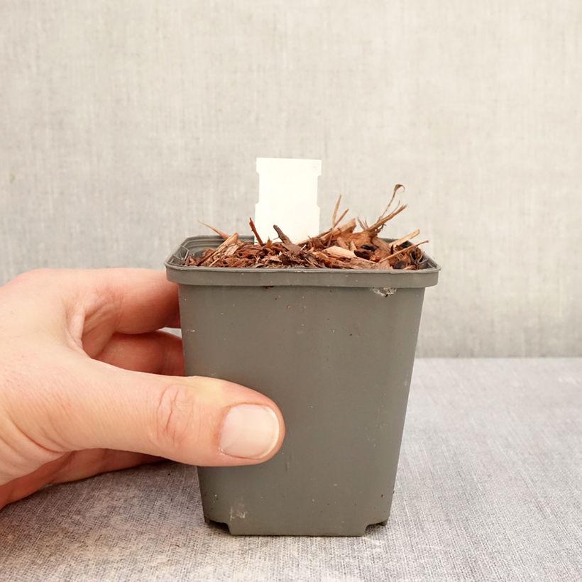 Spécimen de Muguet Géant de Fortin - Convallaria majalis Fortin's Giant Godet de 8/9 cm tel que livré en hiver