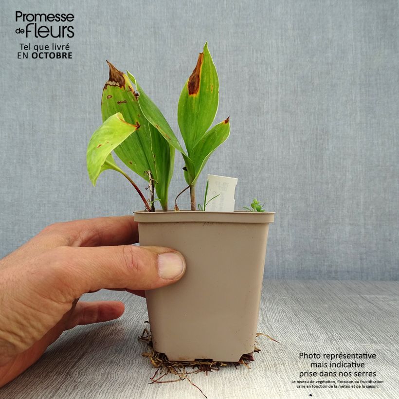 Spécimen de Muguet panaché - Convallaria majalis Hardwick Hall Godet de 8/9 cm tel que livré en automne