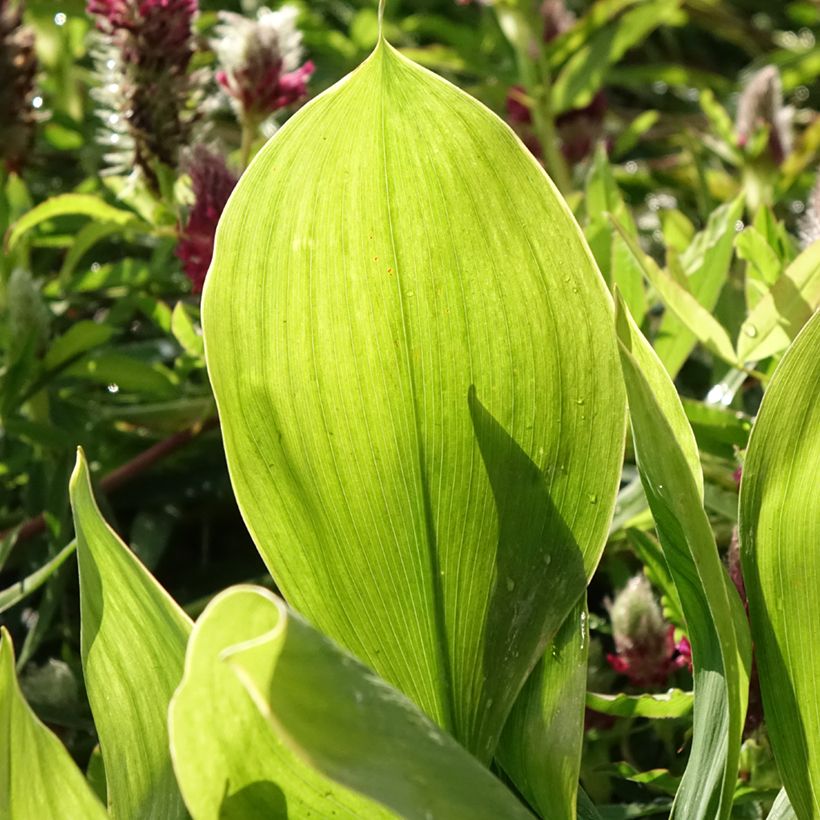 Muguet panaché - Convallaria majalis Hardwick Hall (Feuillage)