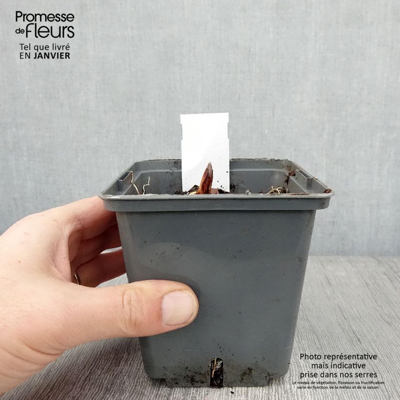 Spécimen de Muguet panaché - Convallaria majalis Hardwick Hall Pot de 1,5L/2L tel que livré en hiver