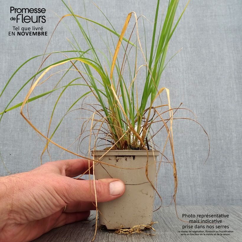 Spécimen de Muhlenbergia rigens Godet de 8/9 cm tel que livré en automne