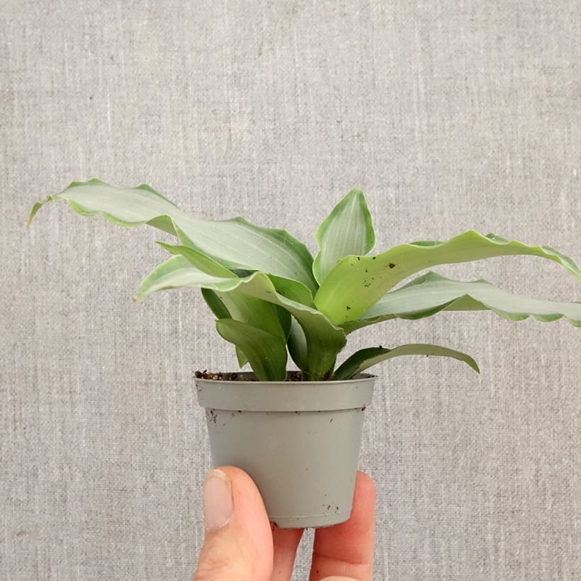 Spécimen de Murdannia Bright Star Mini-plante tel que livré au printemps