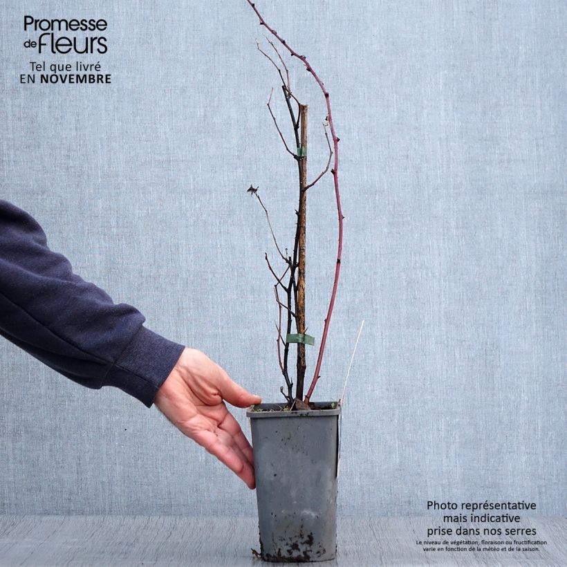 Spécimen de Mûre des jardins Dorman Red Bio Pot de 1,5L/2L tel que livré en automne