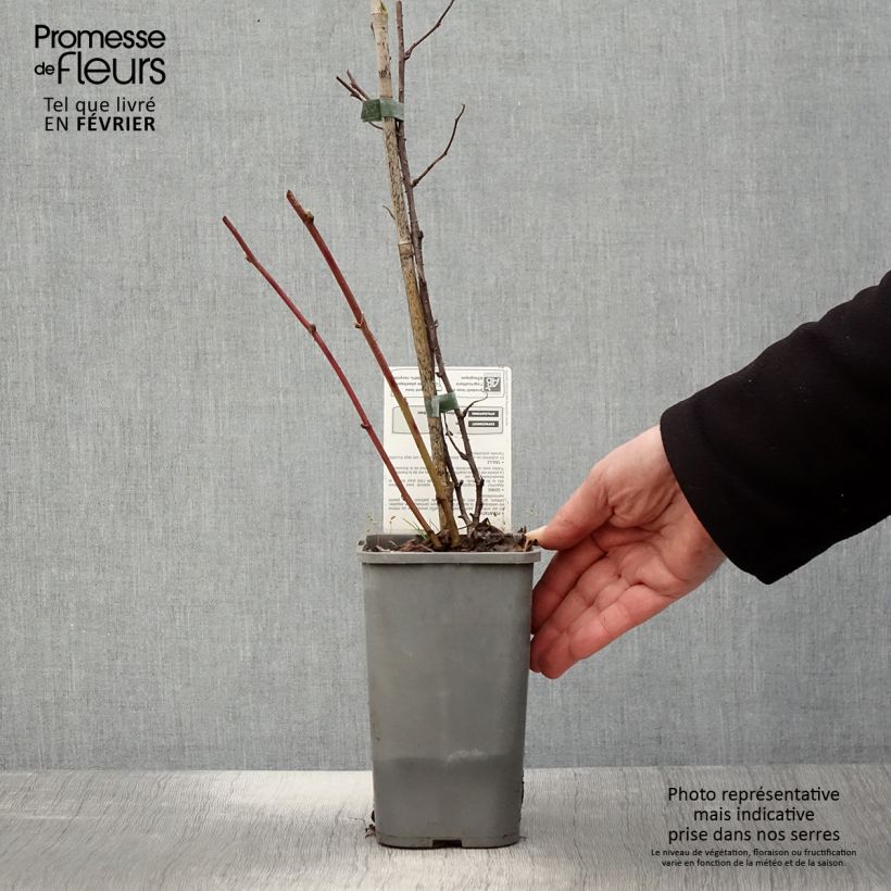 Spécimen de Mûre des jardins Dorman Red Bio Pot de 1,5L/2L tel que livré en hiver