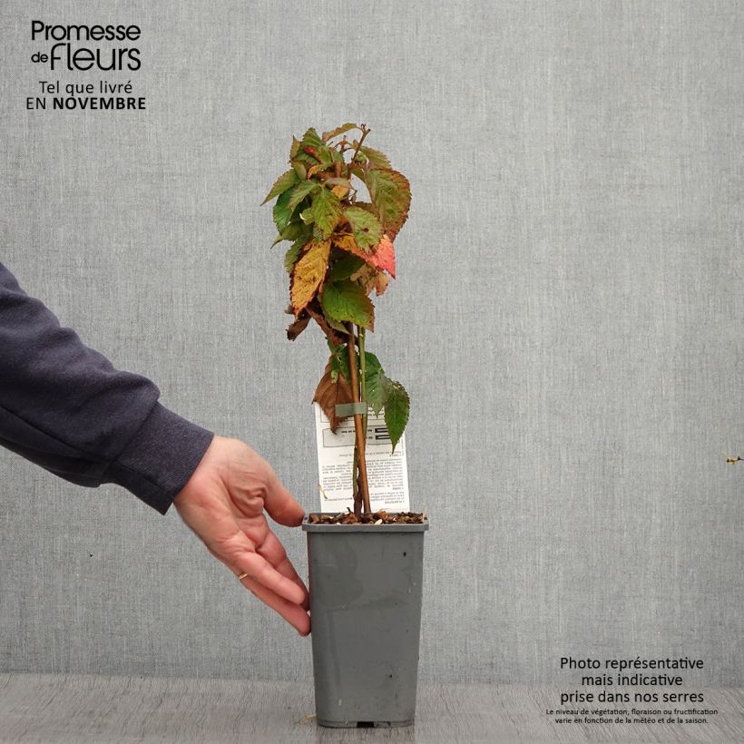 Spécimen de Mûre des jardins Little Black Prince Pot de 1,5L/2L, Touffe tel que livré en automne