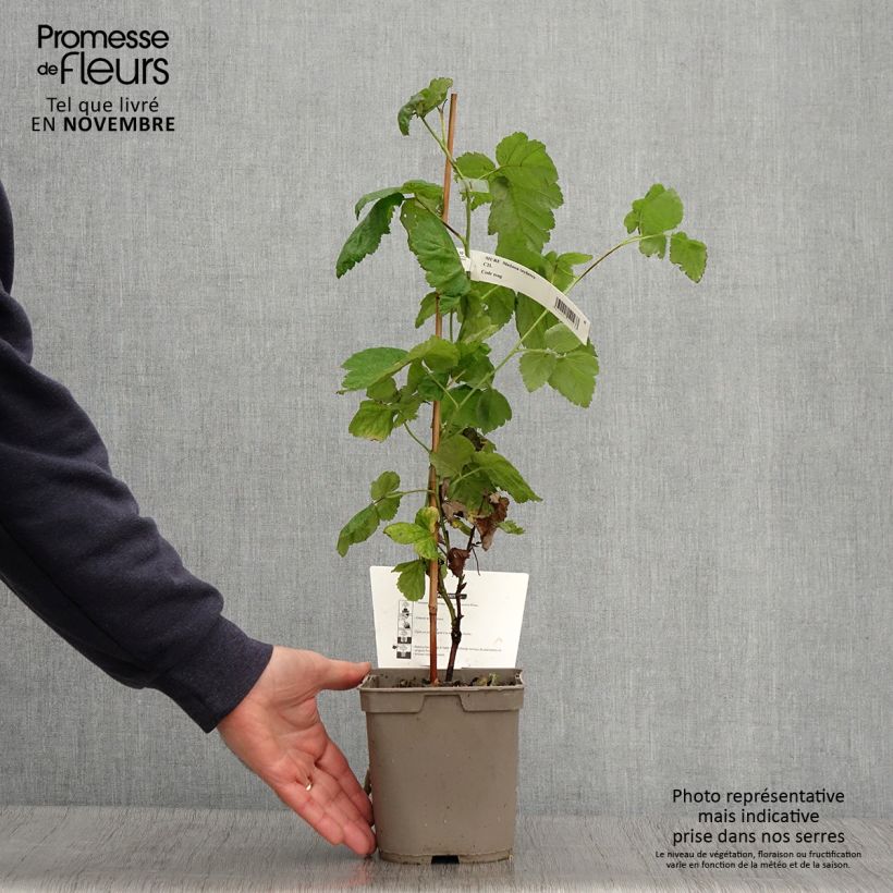 Spécimen de Mûre Medana Tayberry - Mûre-framboise Pot de 1,5L/2L tel que livré en automne