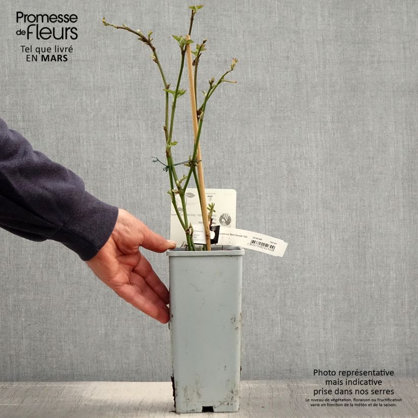 Spécimen de Mûre naine Black Cascade - Rubus fruticosus Pot de 2L/3L, Touffe tel que livré au printemps