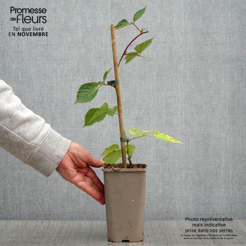 Spécimen de Mûre sans épines Loch Maree - Rubus fruticosus  Pot de 1,5L/2L tel que livré en automne