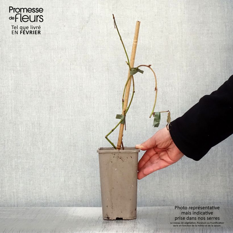 Spécimen de Mûre sans épines Loch Maree - Rubus fruticosus  Pot de 1,5L/2L tel que livré en hiver