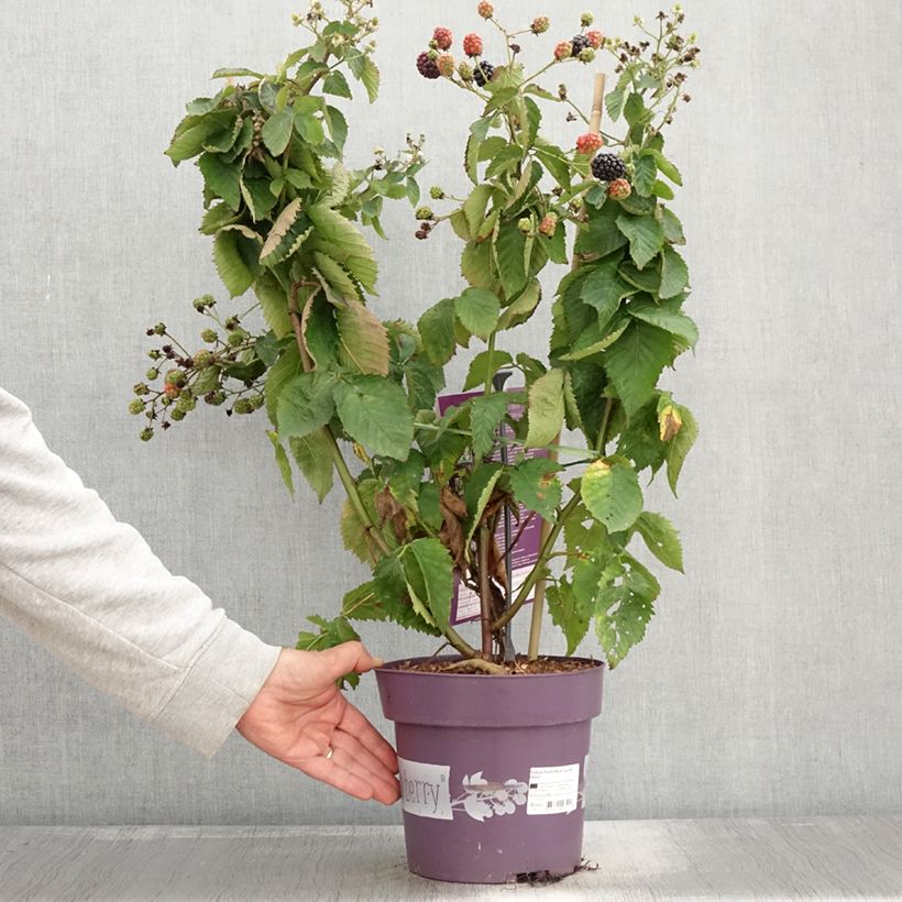Spécimen de Mûre naine Lucky Berry - Rubus fruticosus Pot de 4L/5L, Touffe tel que livré en automne