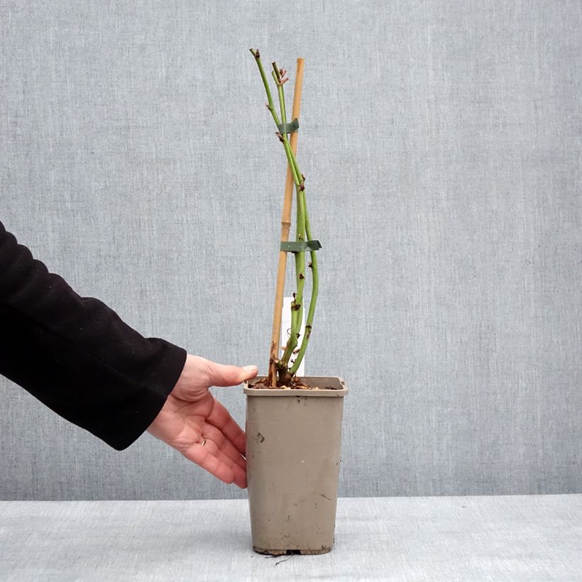 Spécimen de Mûre sans épine Navaho The Big Easy Pot de 1,5L/2L, Touffe tel que livré en hiver