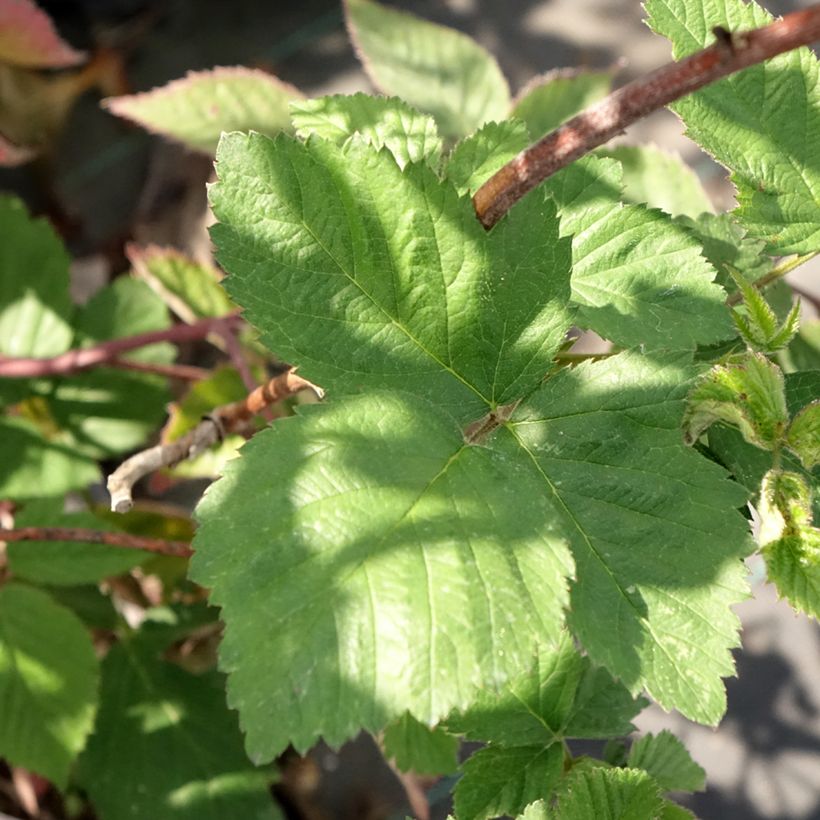 Mûre sans épines Dirksen Thornless - Rubus fruticosus  (Feuillage)