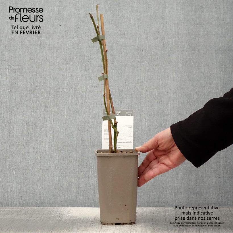 Spécimen de Mûre sans épines Dirksen Thornless - Rubus fruticosus  Pot de 1,5L/2L tel que livré en hiver