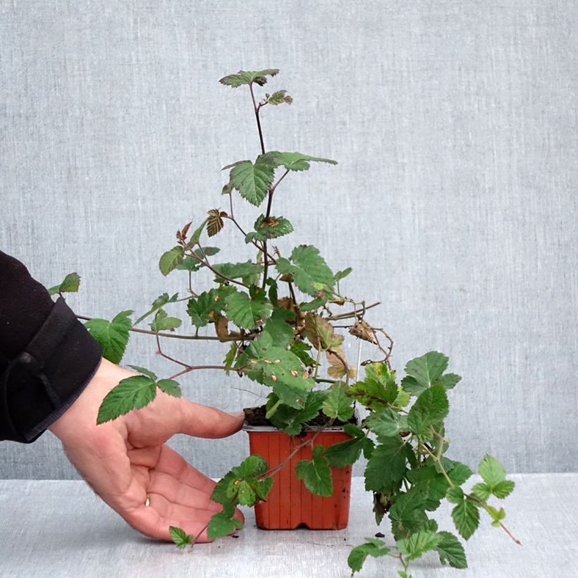 Spécimen de Mûre sans épines Dirksen Thornless - Rubus fruticosus  Godet de 8/9 cm tel que livré en automne