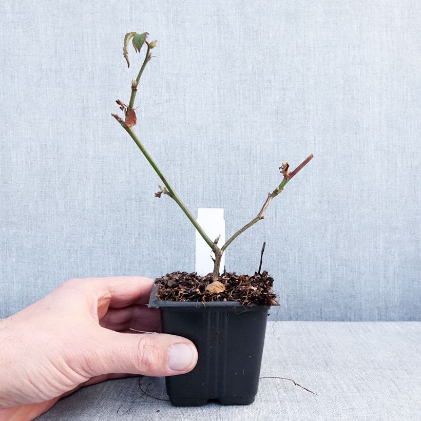 Spécimen de Mûre sans épines Dirksen Thornless - Rubus fruticosus  Godet de 8/9 cm tel que livré en hiver