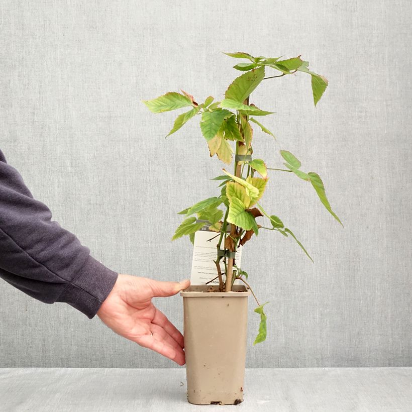 Spécimen de Mûre sans épines Dirksen Thornless - Rubus fruticosus  Pot de 1,5L/2L tel que livré en automne