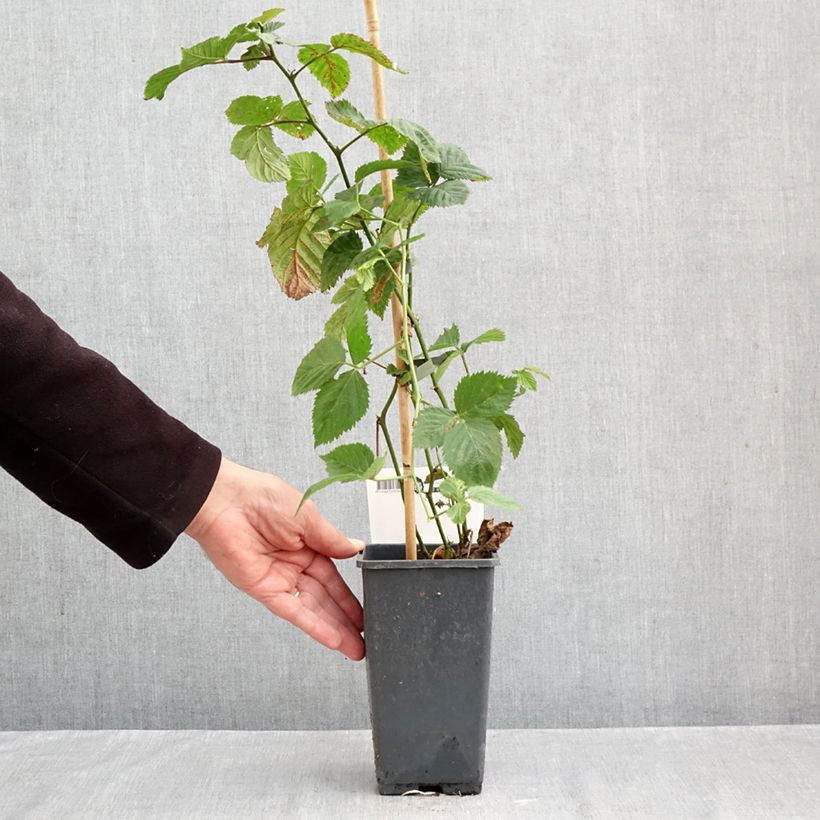 Spécimen de Mûre sans épines Jumbo Pot de 1,5L/2L tel que livré en automne