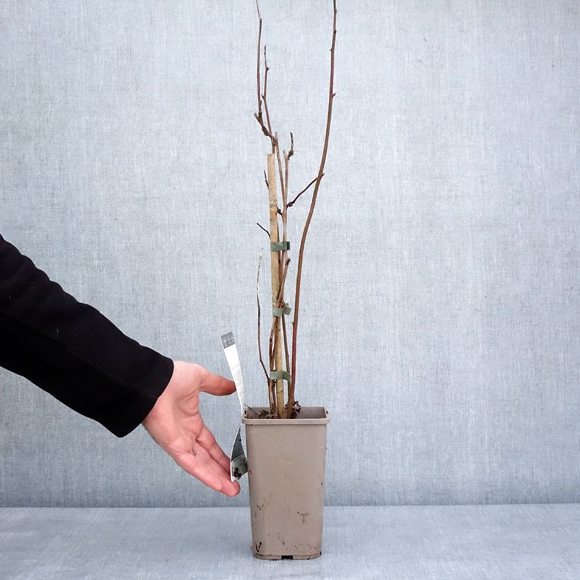 Spécimen de Mûre sans épines Navaho Big and Early Pot de 1,5L/2L, Touffe tel que livré en hiver