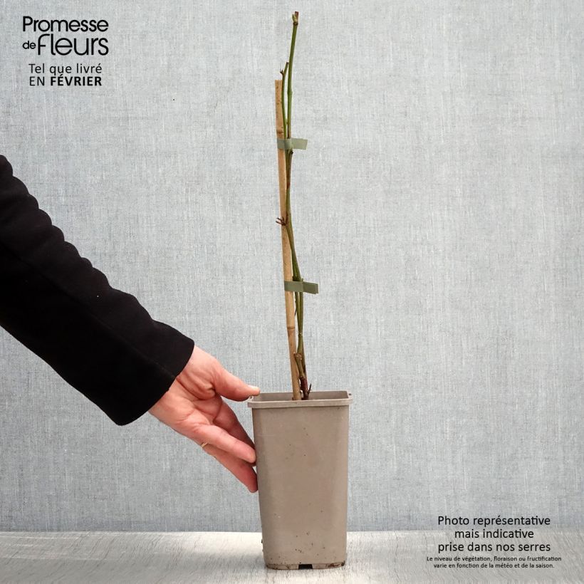 Spécimen de Mûre sans épines Navaho Summerlong Pot de 1,5L/2L, Touffe tel que livré en hiver