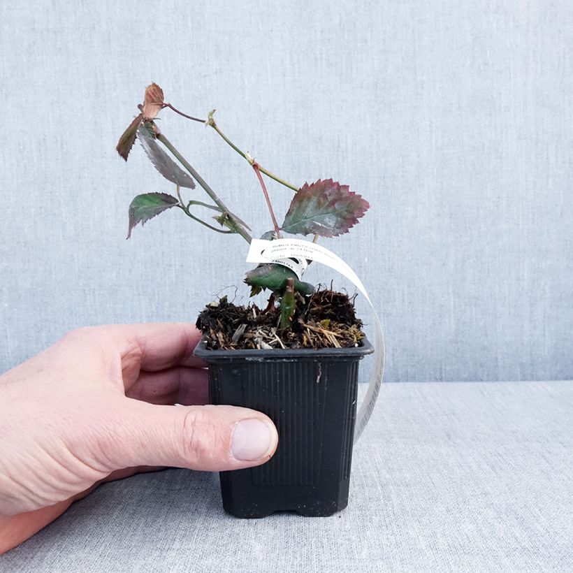 Spécimen de Mûre sans épines Oregon Thornless Godet de 8/9 cm tel que livré en hiver