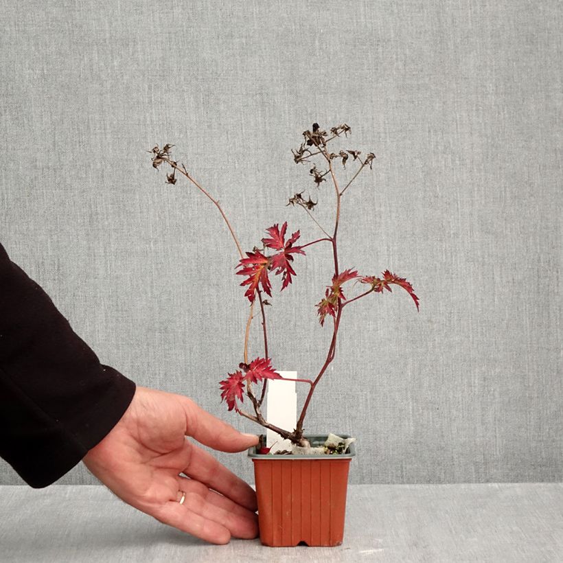 Spécimen de Mûre sans épines Thornless Evergreen Godet de 8/9 cm tel que livré en automne