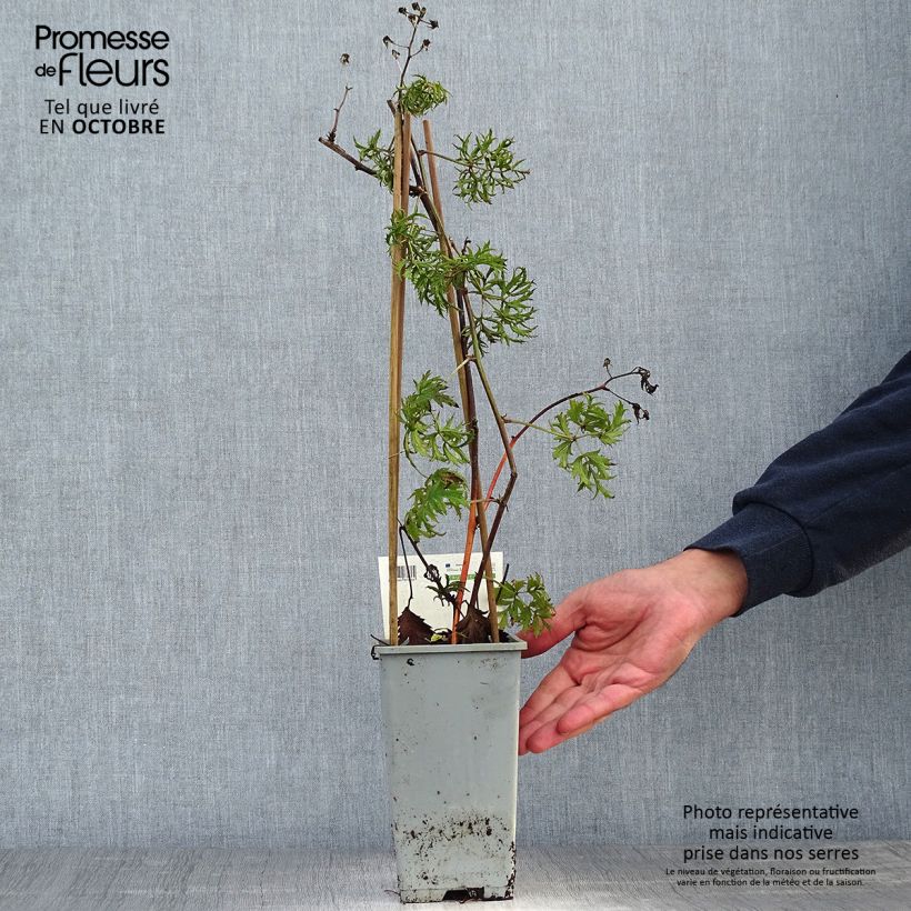 Spécimen de Mûre sans épines Thornless Evergreen Pot de 1,5L/2L, Touffe tel que livré en automne