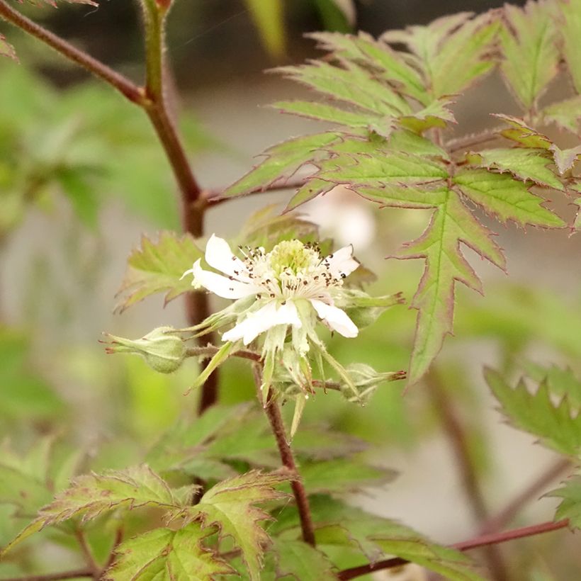 Mûre sans épines Thornless Evergreen (Feuillage)