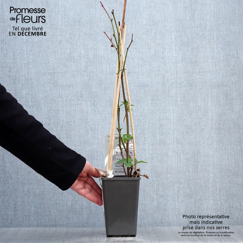 Spécimen de Mûrier-framboisier Boysenberry Pot de 1,5L/2L tel que livré en automne