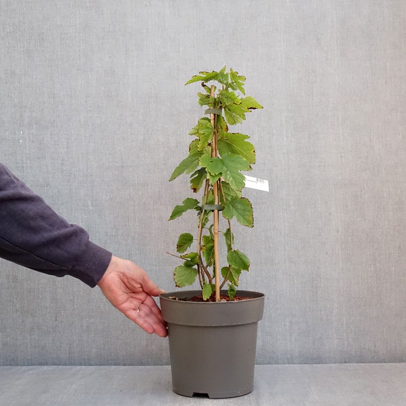 Spécimen de Mûrier hybride Illinois Everbearing - Morus x rubra Pot de 4L/5L tel que livré en automne