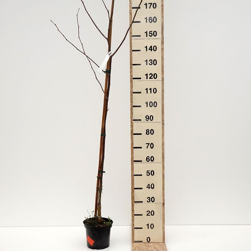 Spécimen de Mûrier hybride Wellington - Morus nigra Pot de 3L/4L, Demi-tige tel que livré en hiver