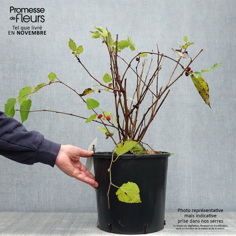 Spécimen de Mûrier nain Mojo Berry - Morus rotundiloba Pot de 12L/15L, Touffe tel que livré en automne