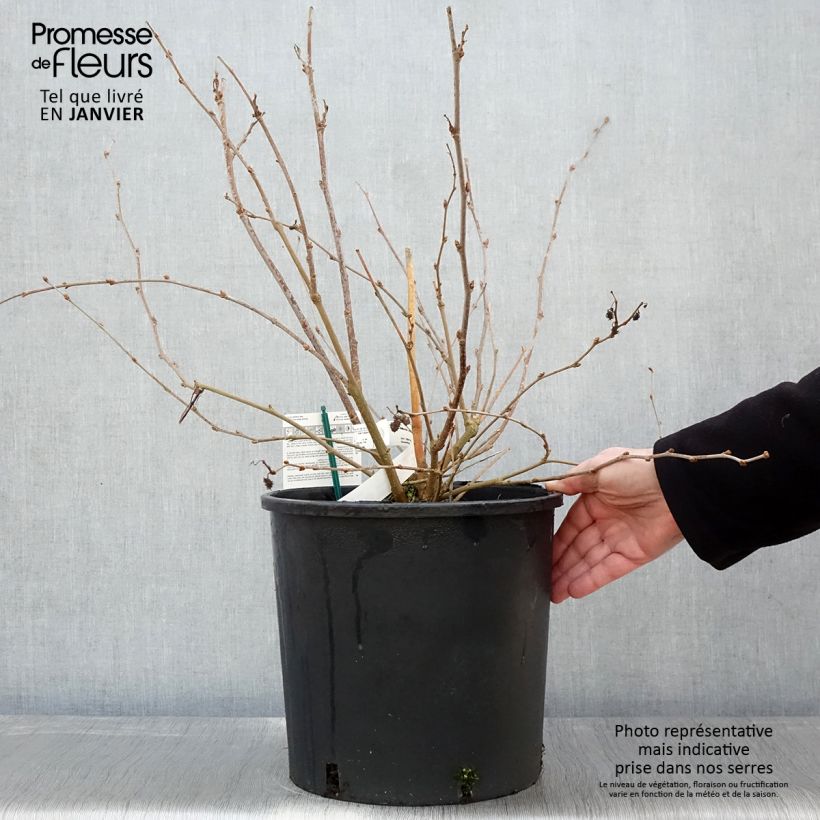 Spécimen de Mûrier nain Mojo Berry - Morus rotundiloba Pot de 12L/15L, Touffe tel que livré en hiver