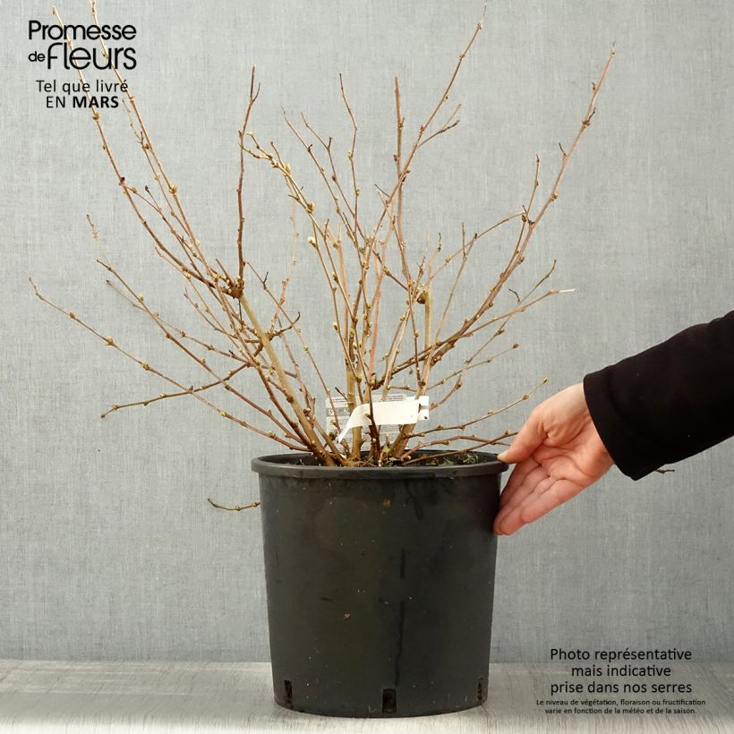 Spécimen de Mûrier nain Mojo Berry - Morus rotundiloba Pot de 12L/15L, Touffe tel que livré au printemps