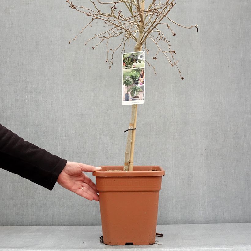 Spécimen de Mûrier nain Mojo Berry - Morus rotundiloba Pot de 7,5L/10L, 1/4 de tige, Tige de 40 cm tel que livré en hiver