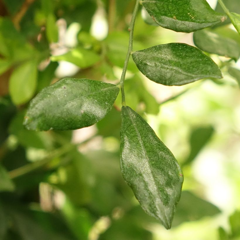 Murraya paniculata - Buis de Chine, Bois jasmin (Feuillage)