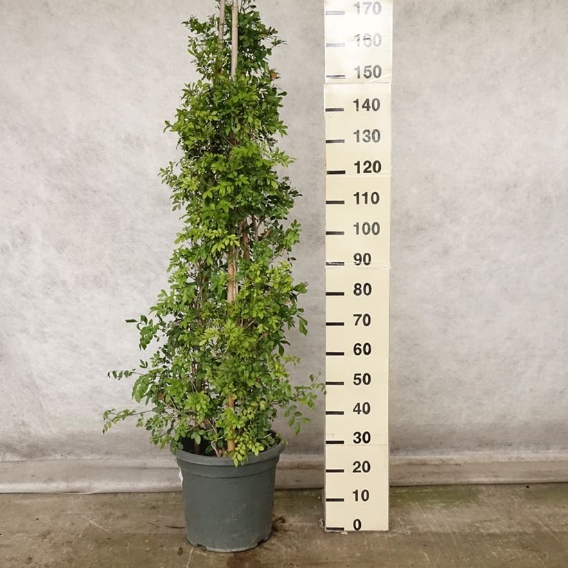 Spécimen de Murraya paniculata - Buis de Chine, Bois jasmin Pot de 12L/15L tel que livré en automne