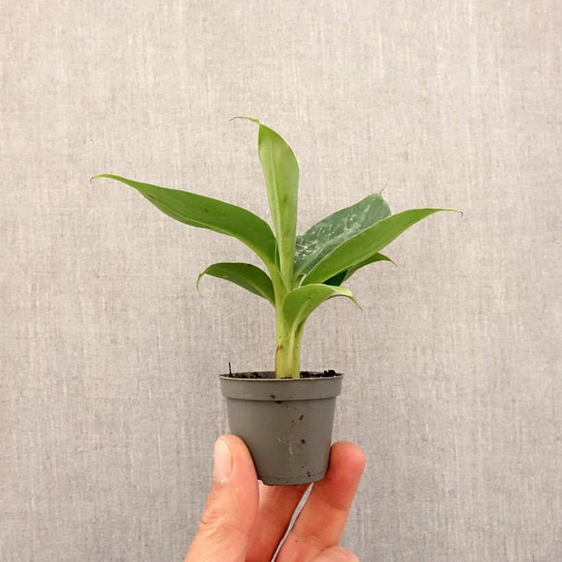 Spécimen de Musa acuminata - Bananier Mini-plante tel que livré au printemps