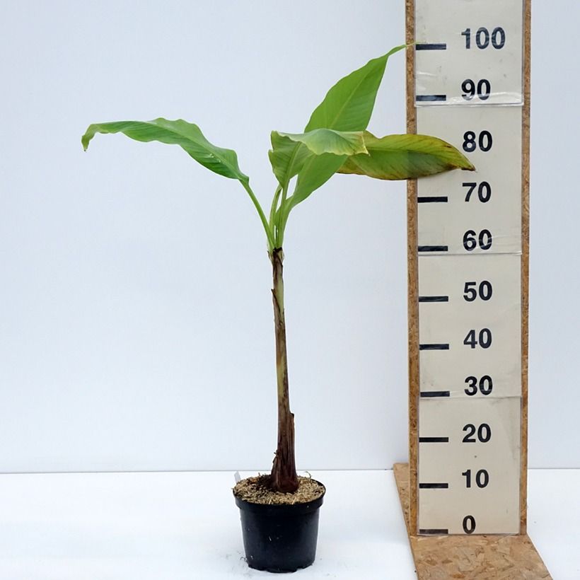Spécimen de Musa basjoo Sakhalin - Bananier du Japon Pot de 3L/4L, Stipe 20/30 tel que livré en été