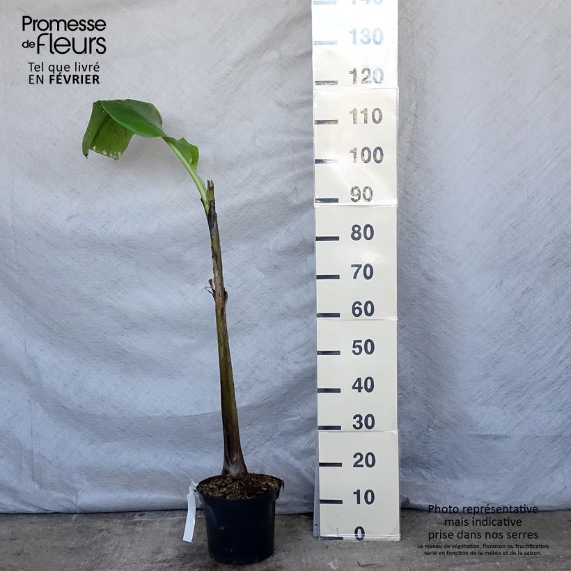 Spécimen de Musa basjoo Sakhalin - Bananier du Japon Pot de 4L/5L tel que livré en hiver