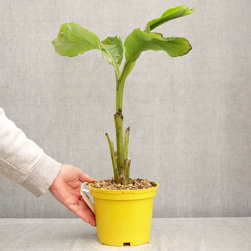 Spécimen de Musa basjoo Tchetchenia - Bananier du Japon Pot de 2L/3L tel que livré au printemps