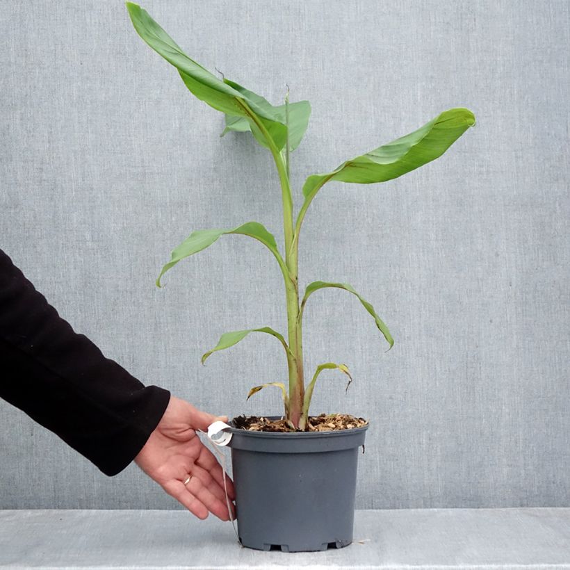 Spécimen de Musa itinerans Mekong Giant - Bananier voyageur Pot de 2L/3L tel que livré en automne